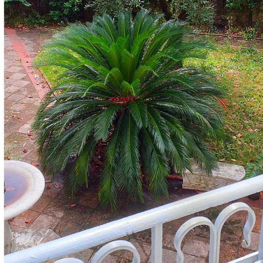 Un Giardino A Due Passi Dal Mare Διαμέρισμα Λα Σπέτσια Εξωτερικό φωτογραφία